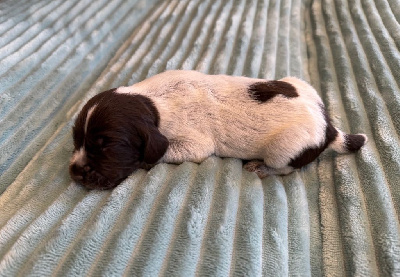 CHIOT