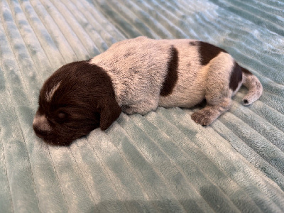 CHIOT